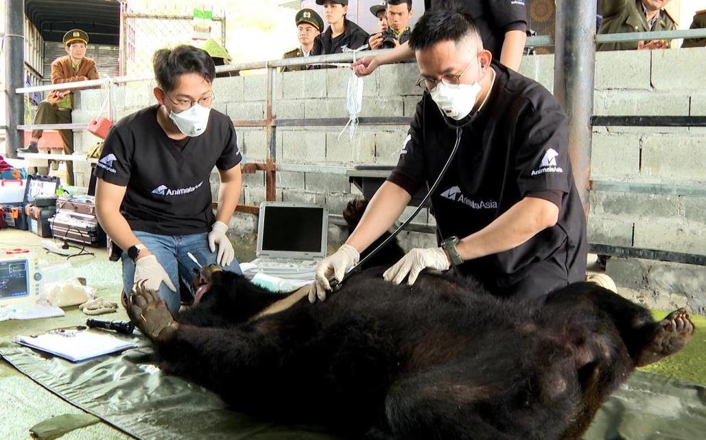 Cứu hộ thành công cá thể gấu nuôi nhốt hơn 25 năm ở Đà Nẵng