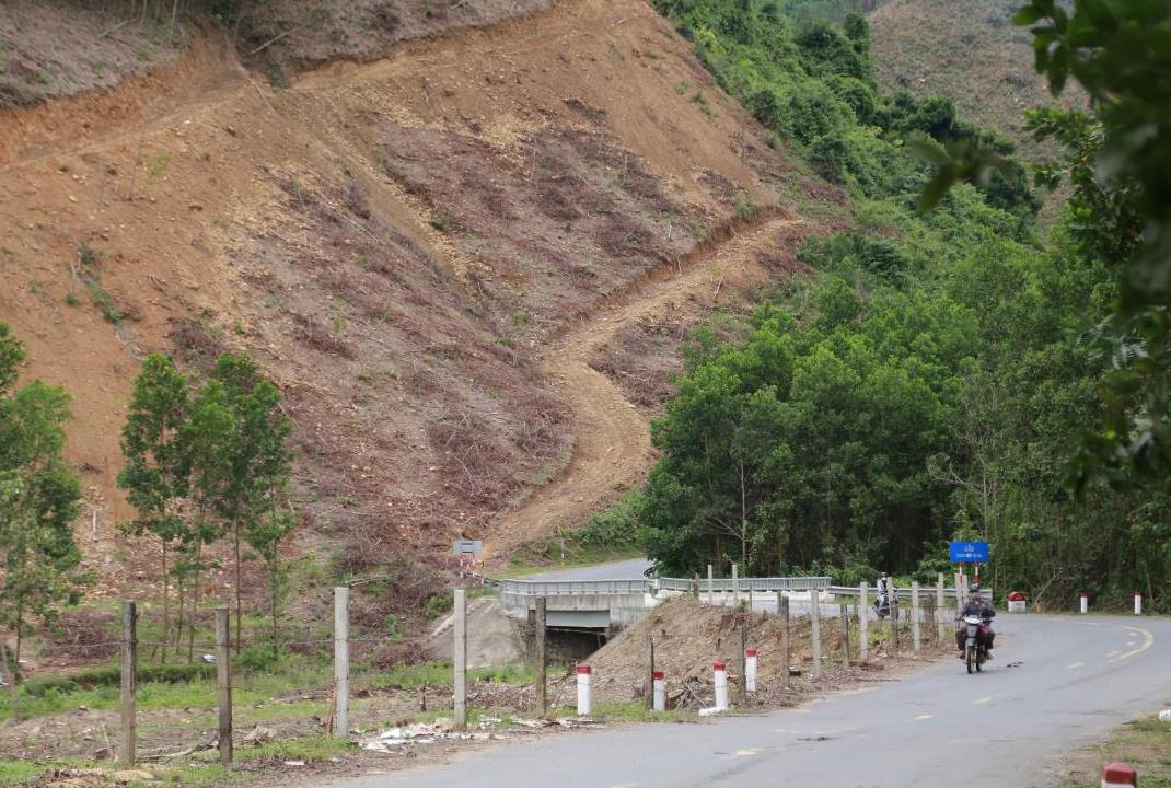 Giai đoạn 2026-2030, Đà Nẵng trồng 100ha rừng bằng các loài cây trồng phù hợp thay thế cây keo