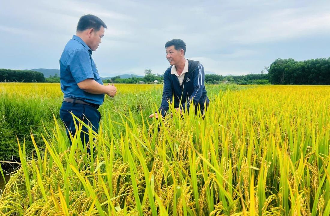 Hình thành các mô hình trồng lúa theo chuỗi liên kết 4 nhà