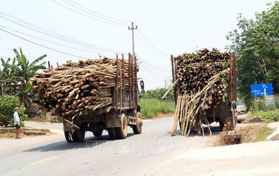Xử lý nghiêm xe tải chở keo tràm quá tải trên đường Hồ Chí Minh nhánh Đông