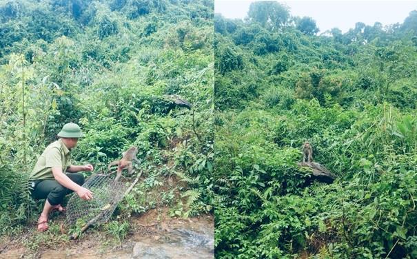 Cá thể khỉ được thả về rừng.