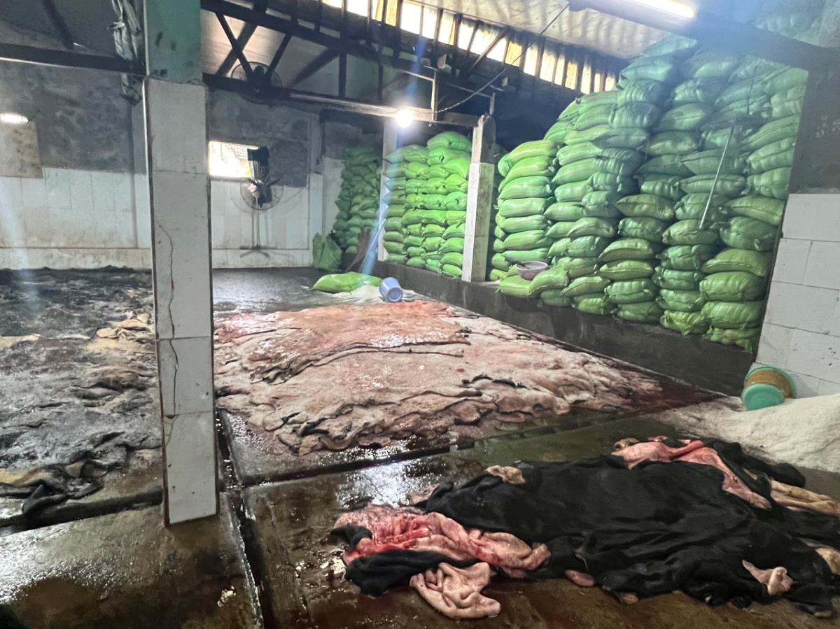 Số da bò không rõ nguồn gốc xuất xứ bị phát hiện.