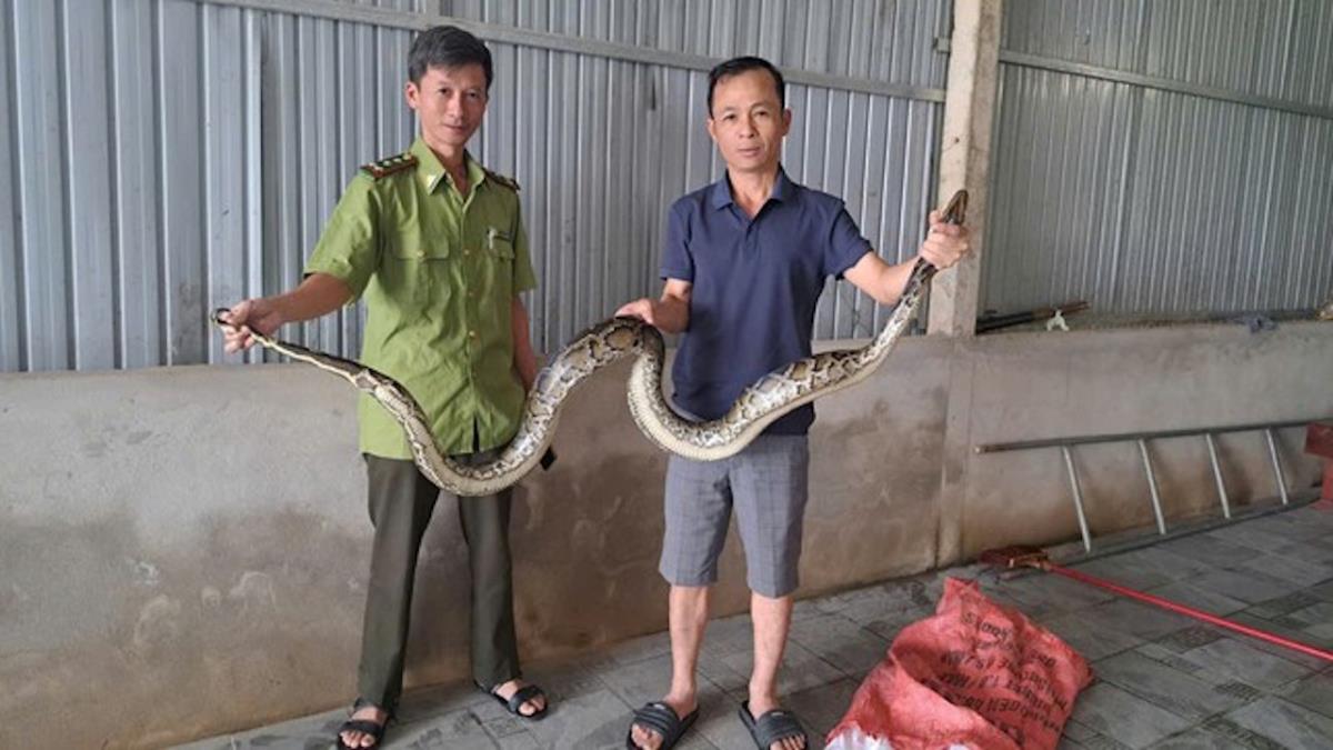 Anh Phong bàn giao cá thể trăn hoa cho Hạt Kiểm lâm Thạch Hà.