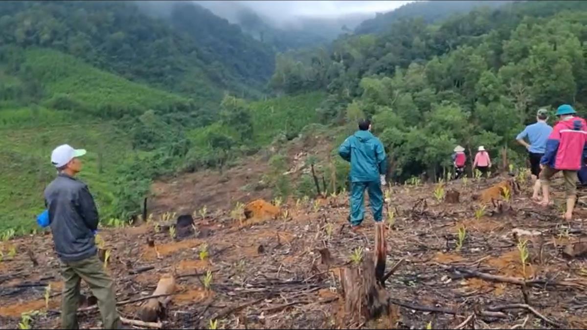 Khu vực đất rừng nằm trong diện tích hơn 200ha mà một số hộ dân xã Tam Lộc trồng keo những năm qua.