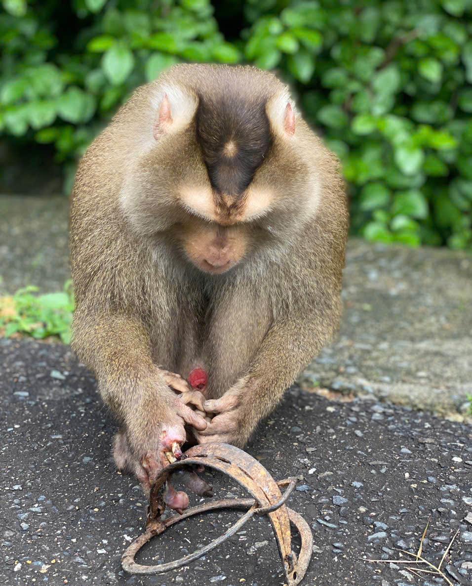 Chú khỉ đuôi lợn bị dính bẫy kẹp mới đây ở rừng Sơn Trà.