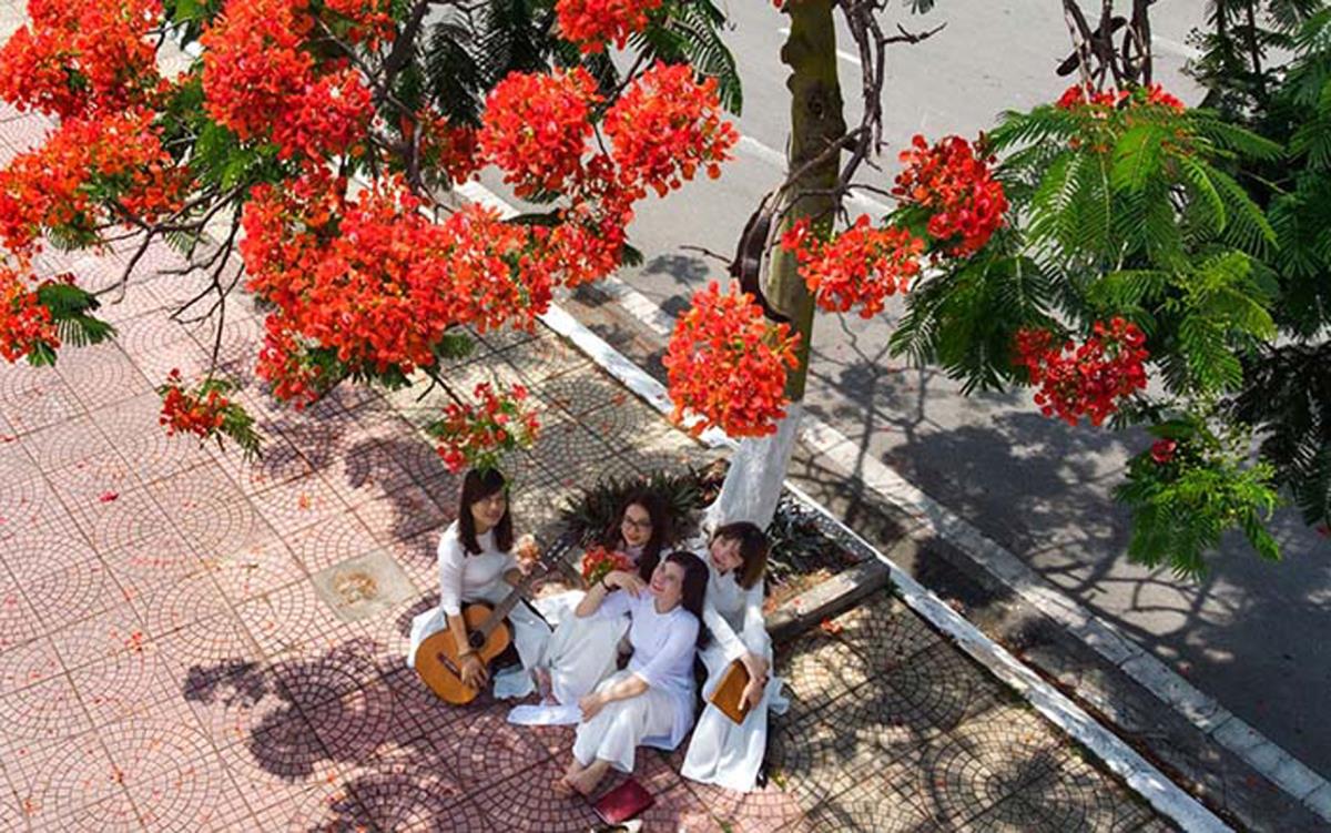 Bâng khuâng mùa phượng nở.