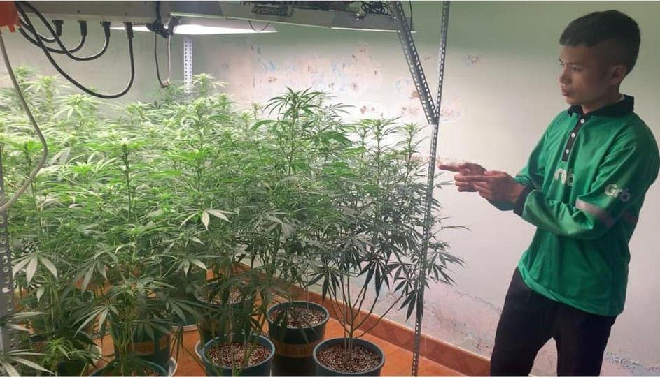 Đối tượng Sơn và vườn cần sa trong căn nhà thuê.