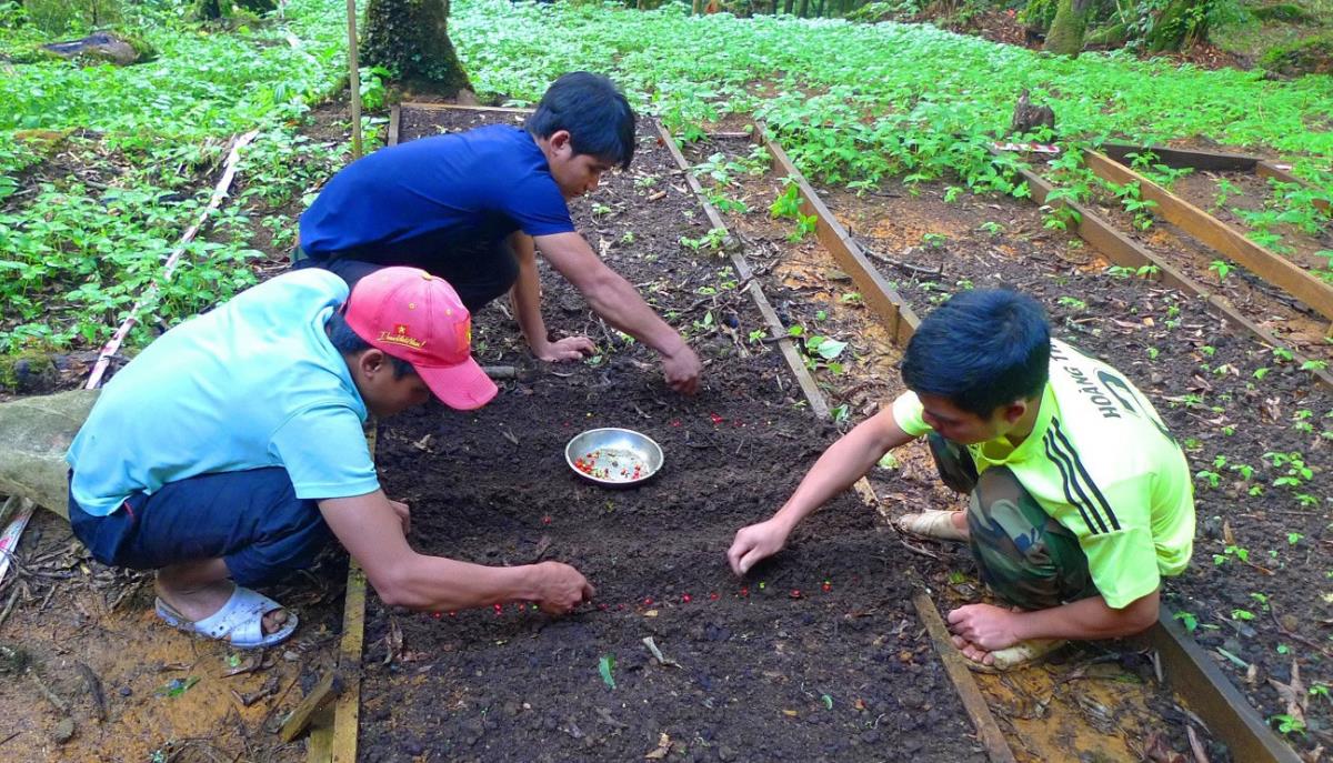 Người dân ươm mầm cây sâm Ngọc Linh.