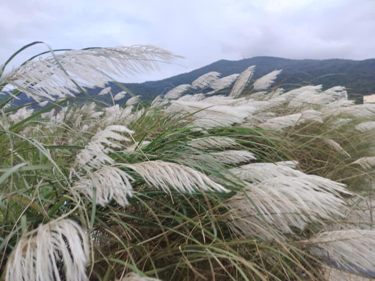Lau trên cung đường lên Sơn Trà.