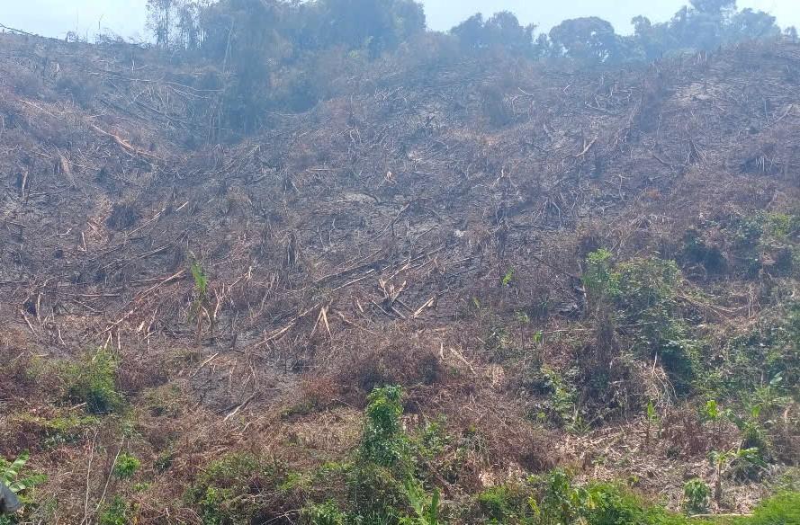 Một khu vực rừng bị phá tại tiểu khu 157 (xã Kim Sơn).