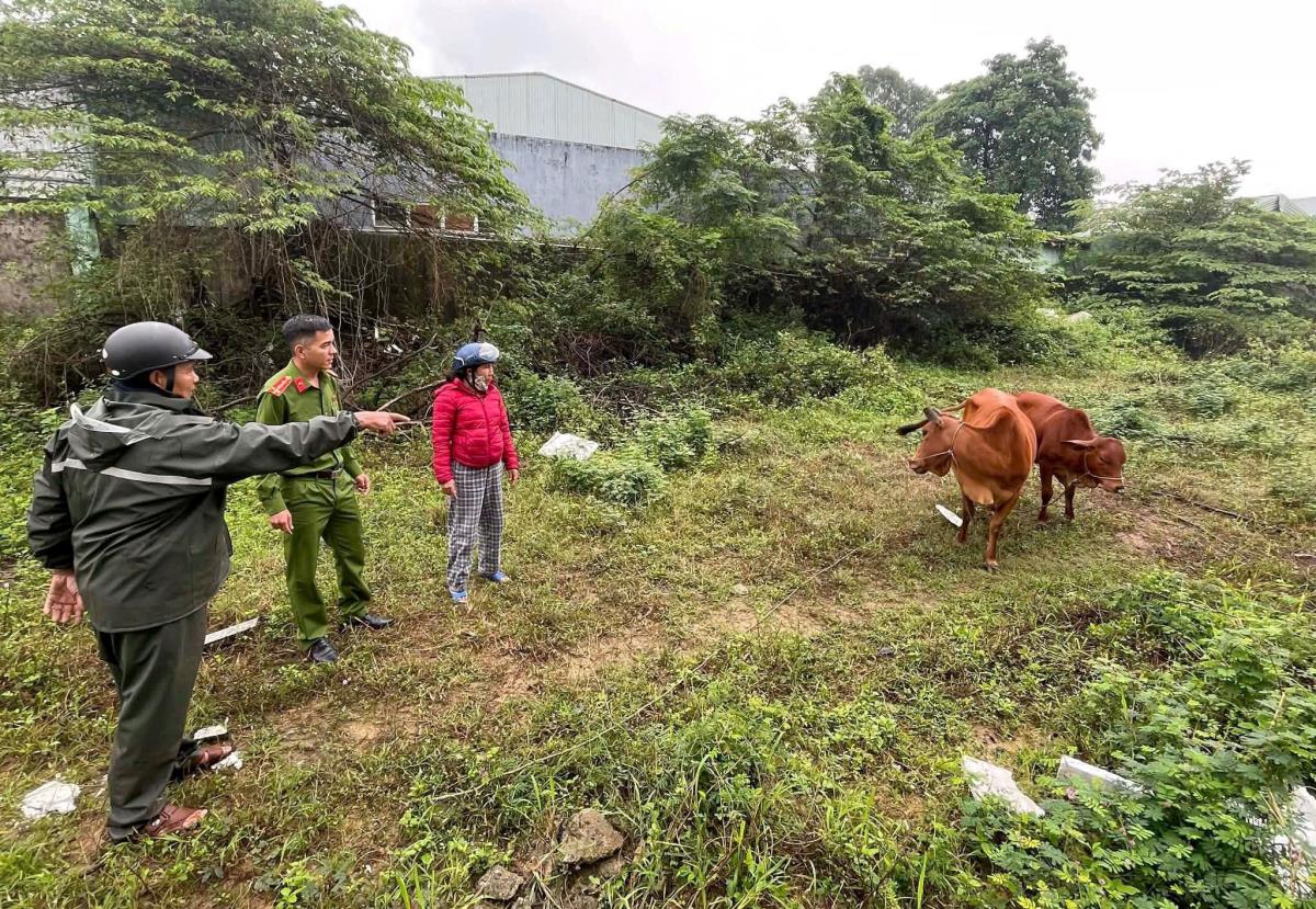 Đối tượng Ta (ảnh nhỏ) và hiện trường giấu 2 con bò trộm cắp.