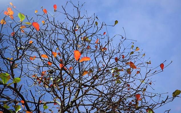 Cây bàng mùa đông. (Ảnh minh họa)