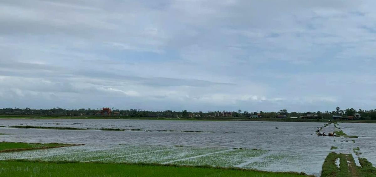 Hơn 3.200 ha lúa mới gieo trên địa bàn Quảng Trị bị ngập úng do mưa rét