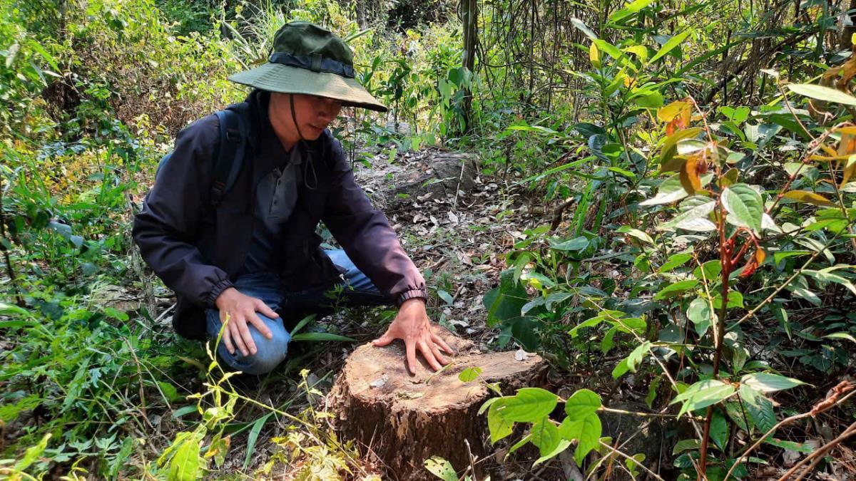 P.V ghi nhận các gốc cây tại hiện trường nghi là thông caribe.