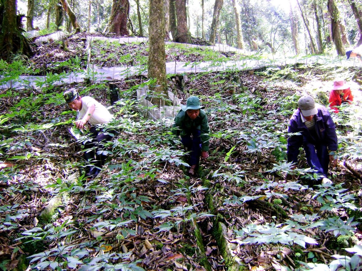 Đồng bào Xơ Đăng ở huyện Nam Trà My phát triển sâm Ngọc Linh dưới tán rừng nguyên sinh.
