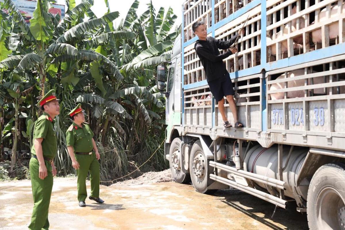 Lực lượng chức năng bắt giữ xe tải chở 18 tấn lợn dịch bệnh.