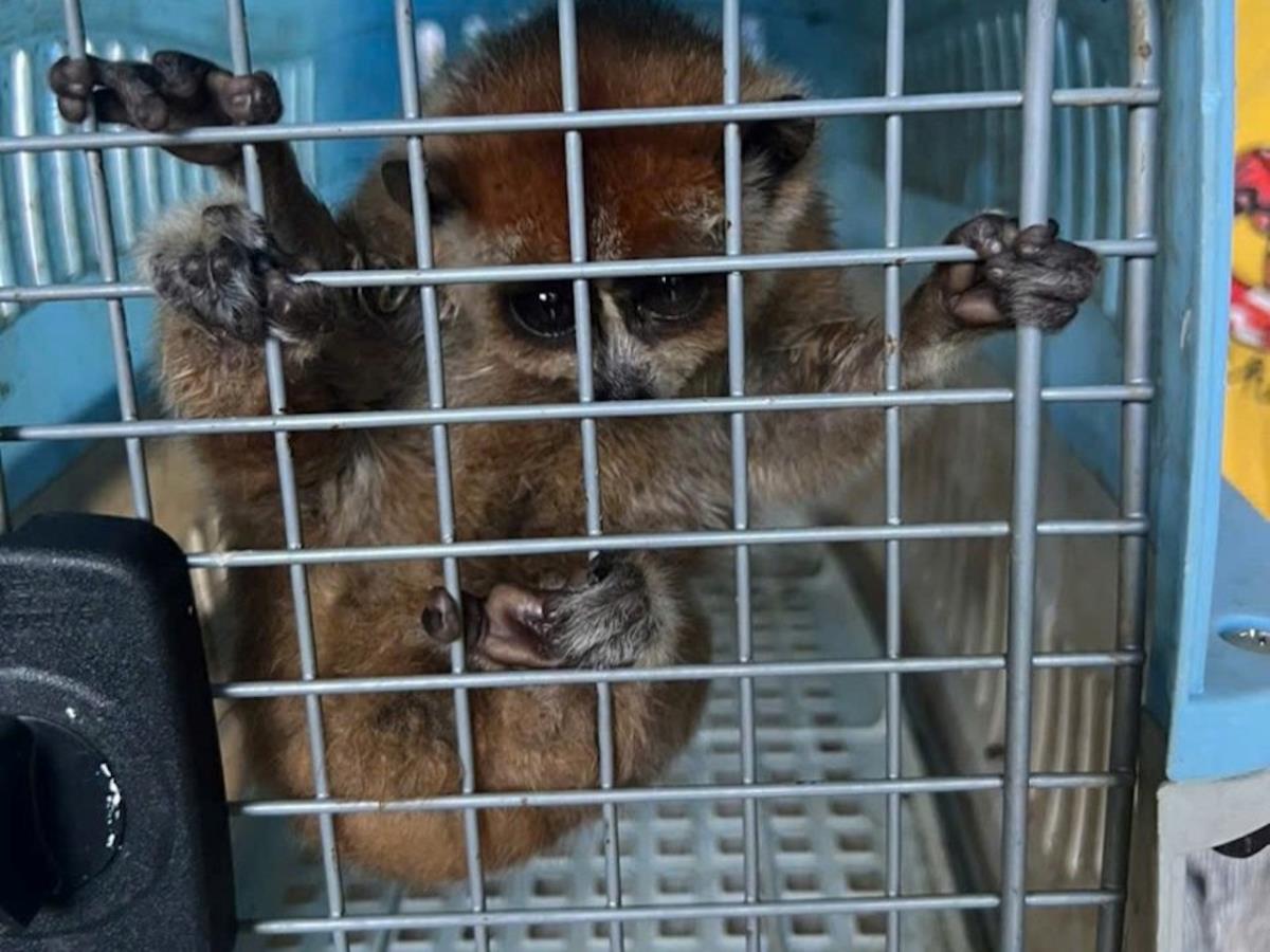 Cá thể Cu li được bàn giao cho Vườn Quốc gia Vũ Quang.