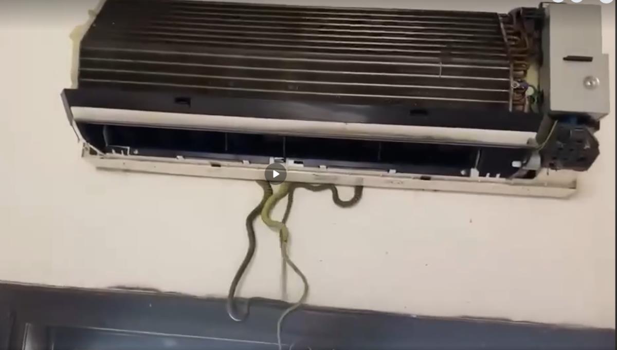 7 con rắn được kéo ra khỏi máy điều hòa nhà chị H.