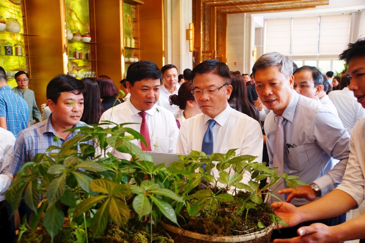 Sâm Ngọc Linh được trưng bày tại một hội nghị ở Quảng Nam.