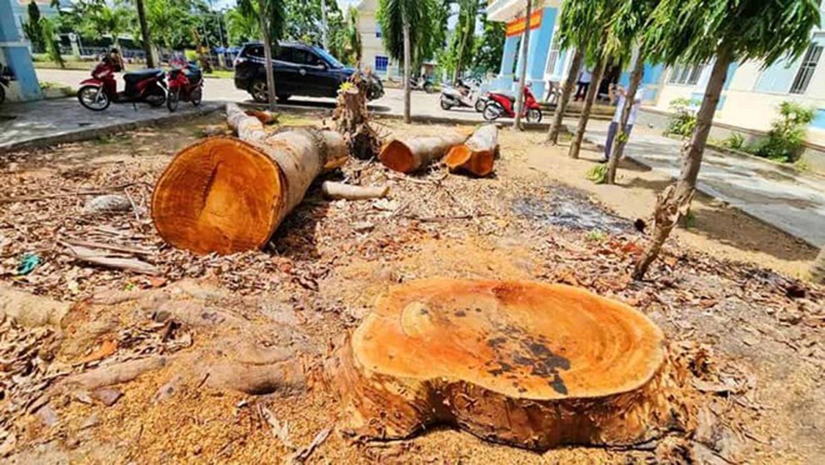 Một cây gỗ bị cưa hạ trong khuôn viên UBND phường Cheo Reo.