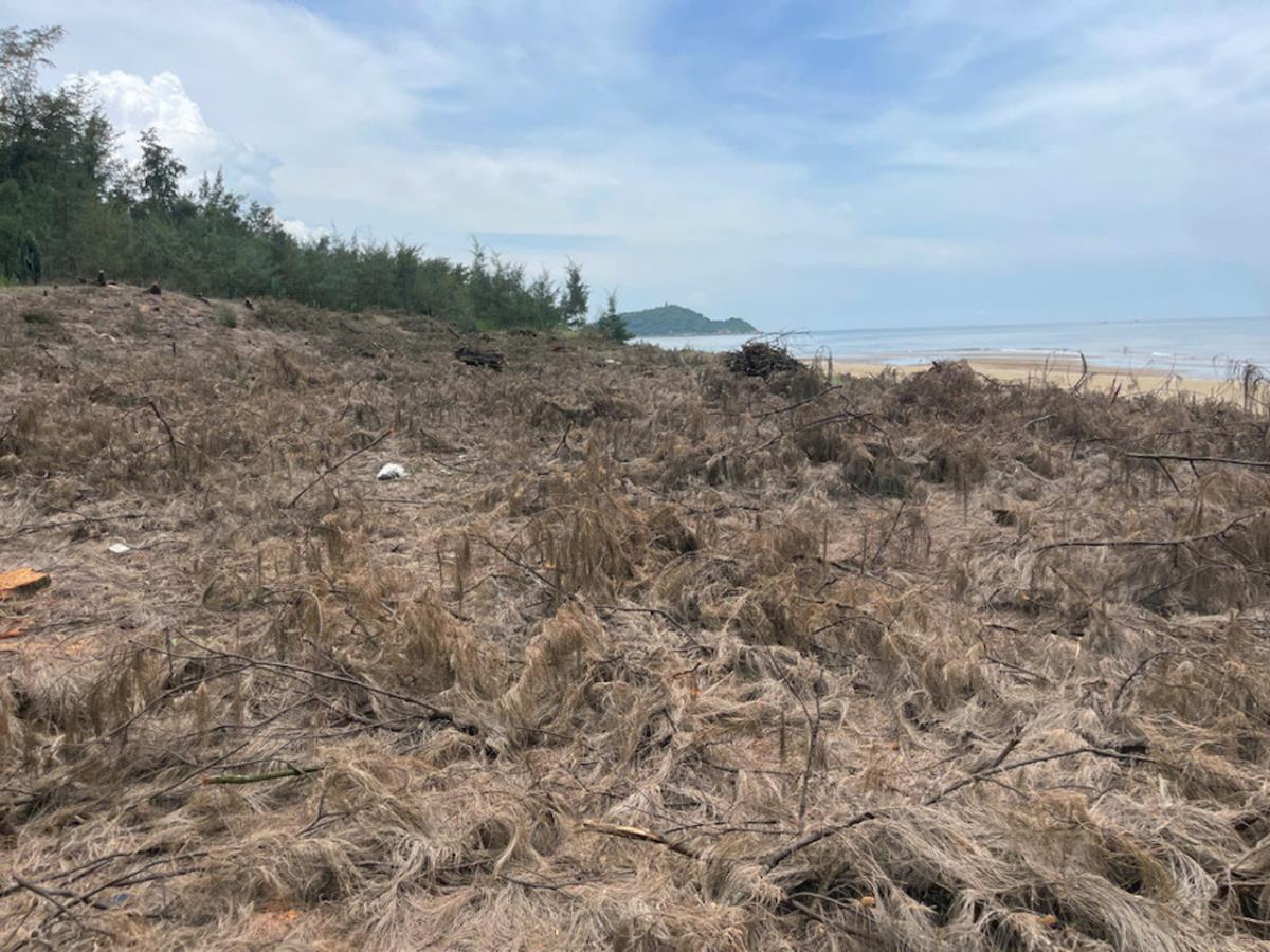 Hơn 400m2 rừng phòng hộ ven biển xã Thạch Khê bị đốn hạ.