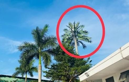 Trạm BTS ngụy trang cây dừa trong khu dân cư ở phường Cẩm Lệ.