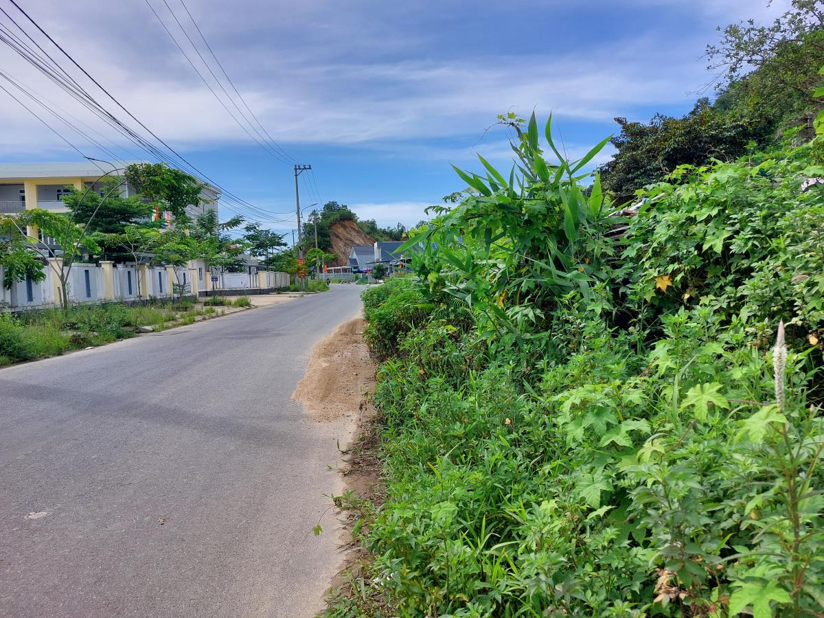 Rác rưởi, cây cỏ mọc um tùm bên đường ĐT601 đoạn qua xã Hòa Liên, trung tâm Hòa Bắc (cũ).