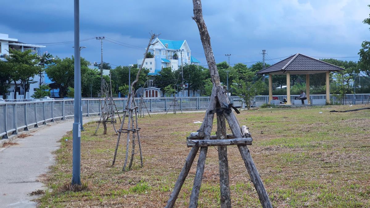 Cây xanh thuộc dự án khô héo, trơ trụi.