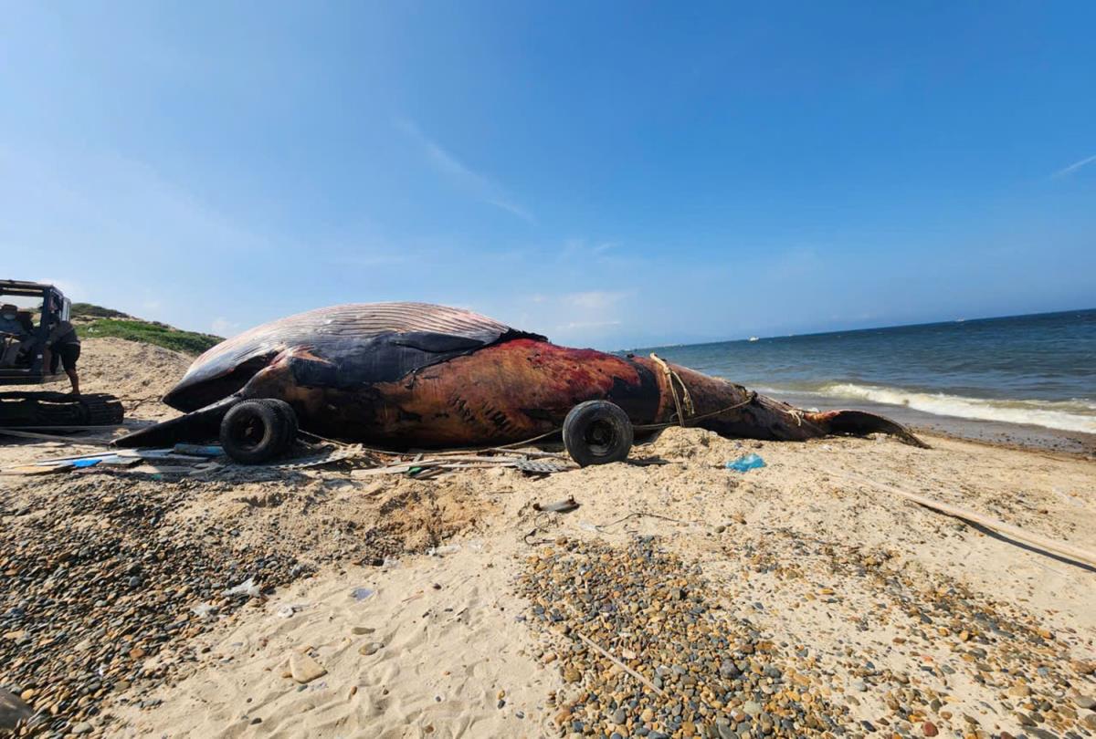Xác con cá voi được đưa vào bờ để an táng.