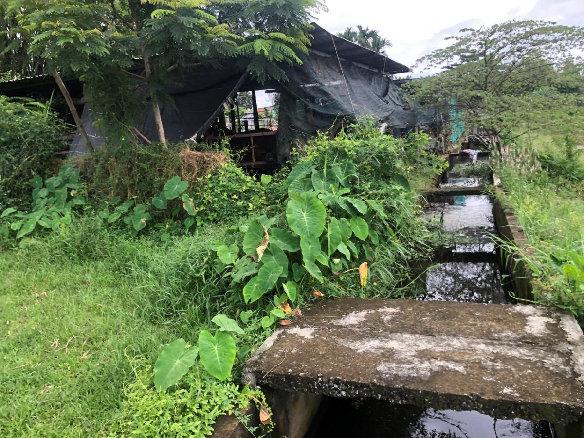 Trại nuôi nhốt bò của ông T.H.V. nằm sát kênh N5.