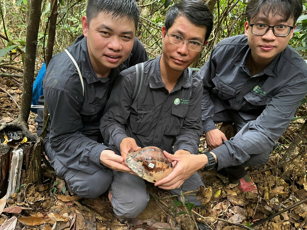 Rùa hộp trán vàng được phát hiện trong rừng tự nhiên Tây Hoà (Ảnh: Nhóm nghiên cứu Trung tâm Công nghệ và Bảo tồn Thiên nhiên)