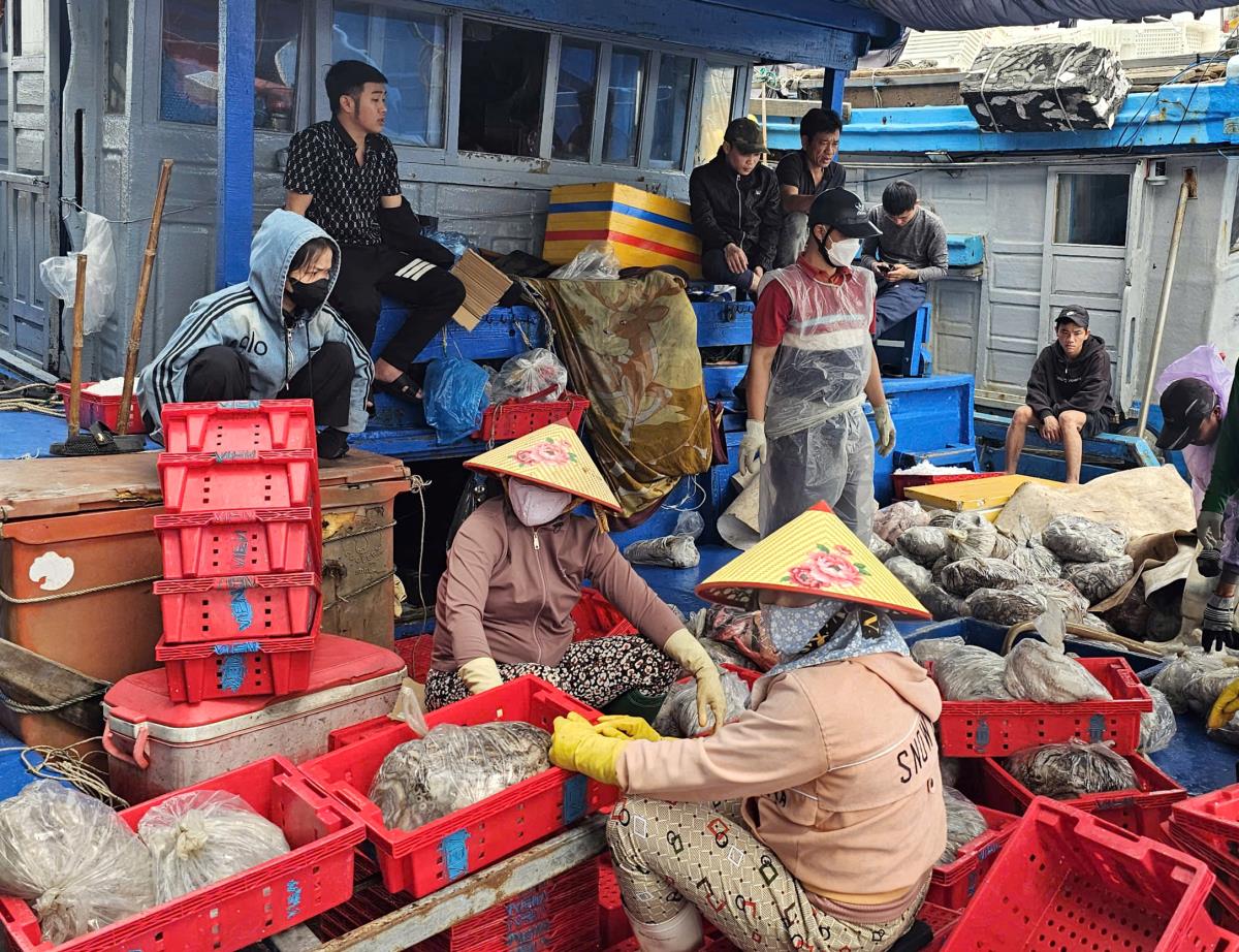 Thương lái thu mua hải sản của các tàu cá cập cảng.