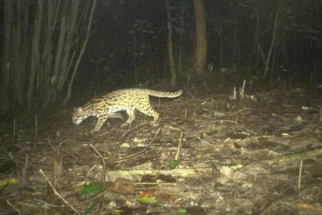 Bẫy ảnh ghi nhận đàn khỉ có cá thể non