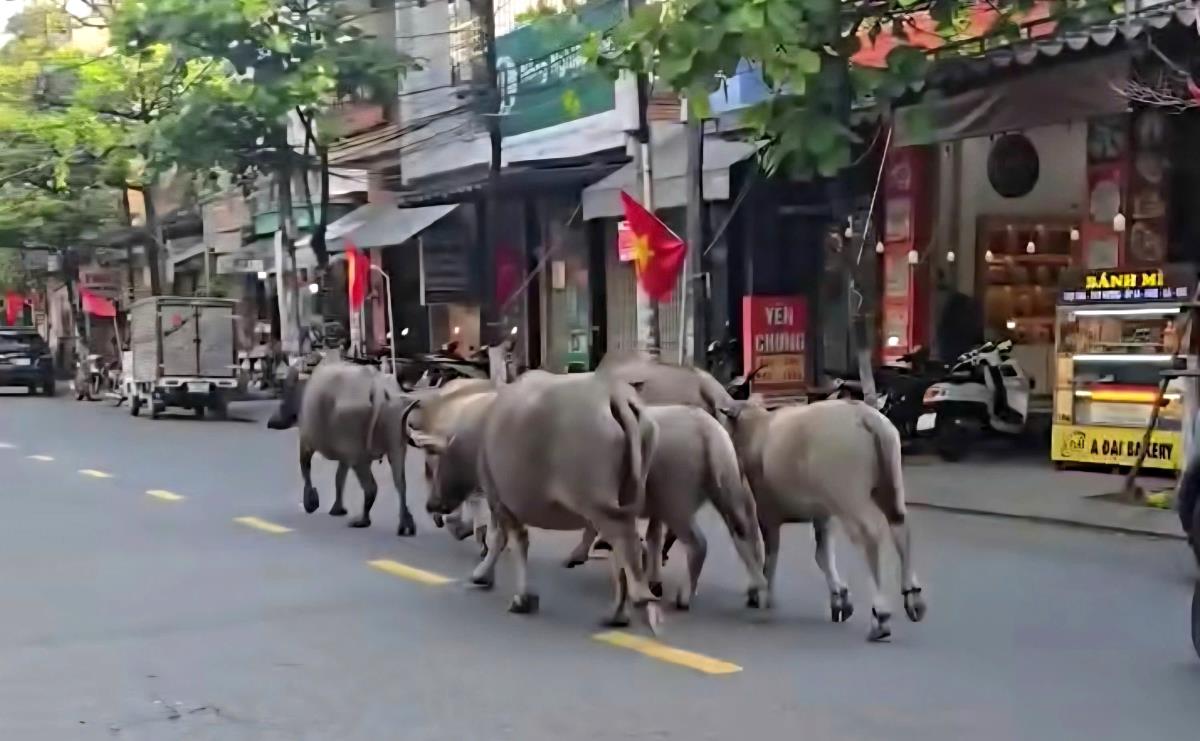 Hình ảnh đàn trâu đi qua cầu Rồng được đăng tải trên trang mạng xã hội Facebook.
