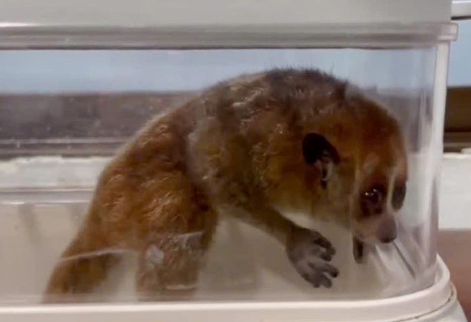 Người dân giao nộp cá thể diều hoa Miến Điện quý hiếm.