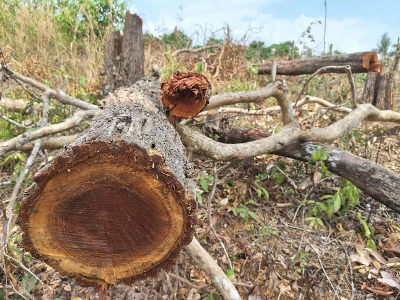 Cán bộ kiểm lâm kiểm tra hiện trường vụ phá rừng tại lô 7, khoảnh 2, tiểu khu 930.