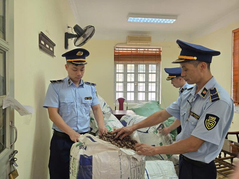 Số xác ve sầu cơ quan chức năng tạm giữ để làm rõ nguồn gốc. Ảnh: QLTT