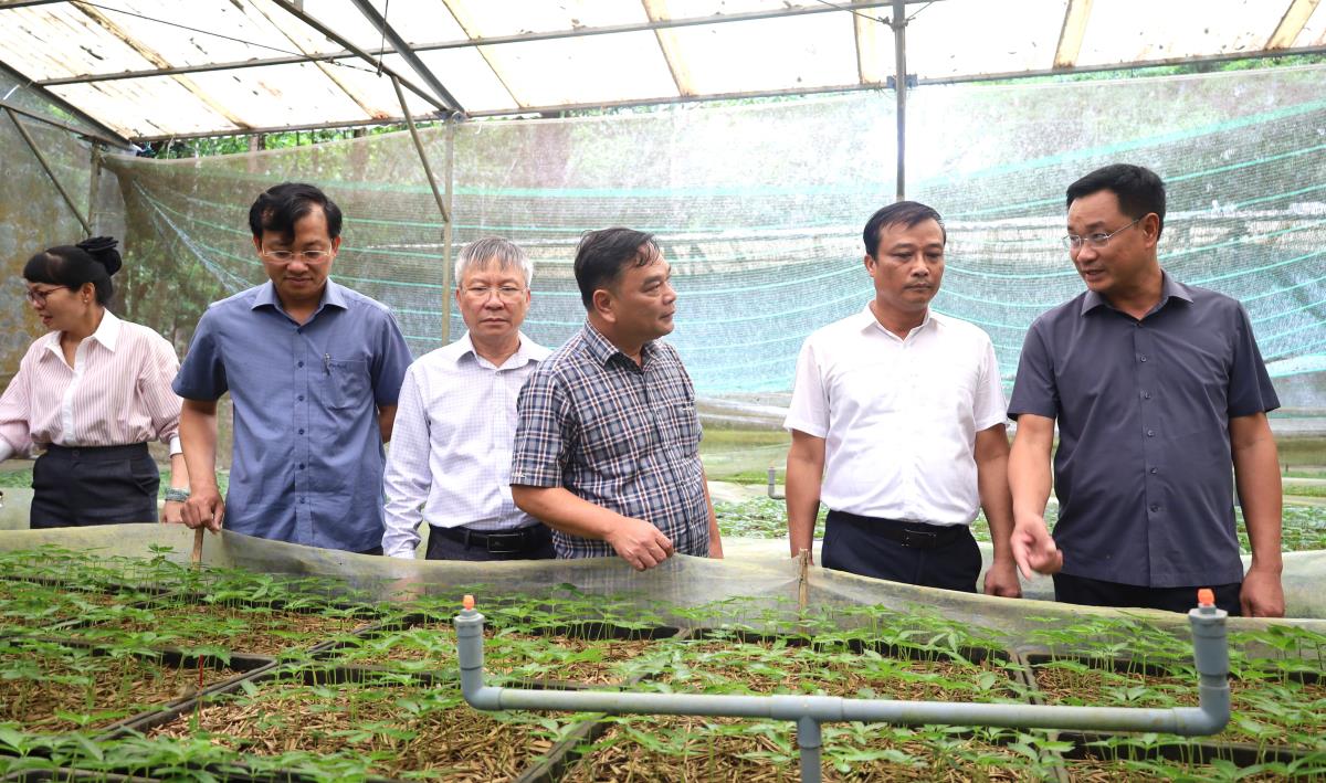 Bí thư Thành ủy Đà Nẵng Lê Ngọc Quang thăm, làm việc tại vùng sâm Ngọc Linh