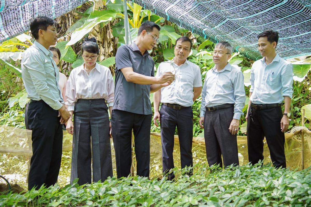 Lãnh đạo TP Đà Nẵng thăm vườn trồng sâm Ngọc Linh ở xã Trà Linh mới đây.