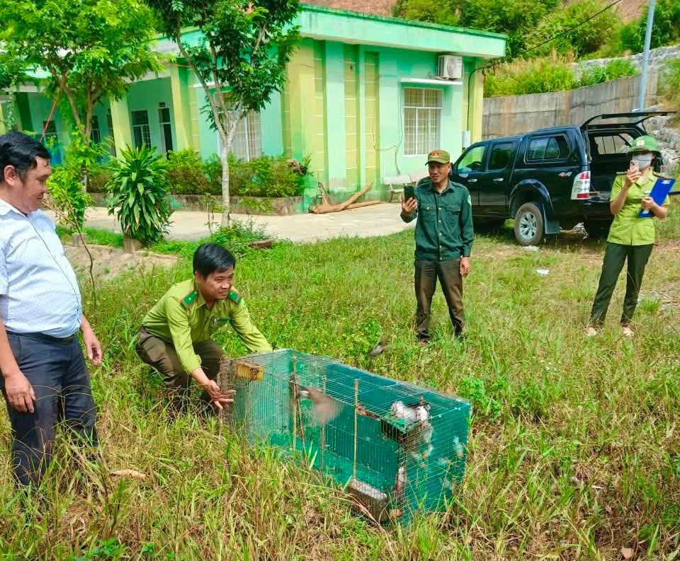 Cá thể khỉ vàng được thả về môi trường tự nhiên.