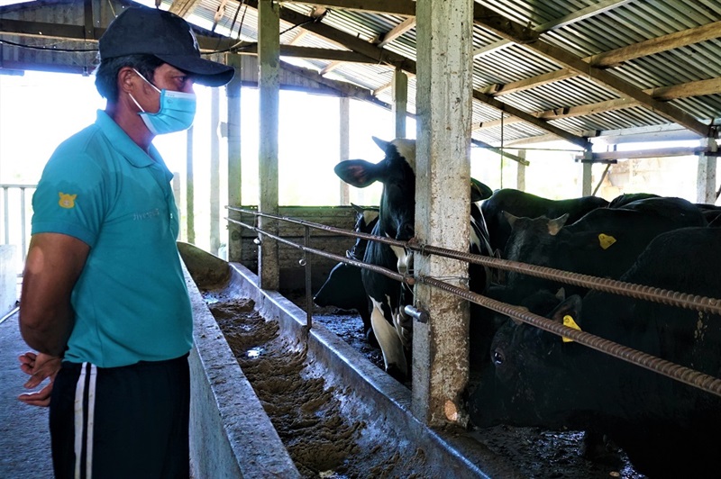 Ông Nguyễn Văn Kiệt đã làm giàu từ giống bò 3B.