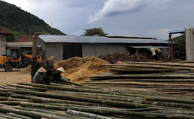 Để hạn chế sâu bệnh, khâu chọn giống rất quan trọng.