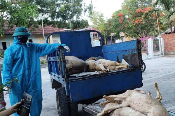 Dịch tả lợn Châu Phi bùng phát tại địa bàn Quảng Ngãi, Đà Nẵng