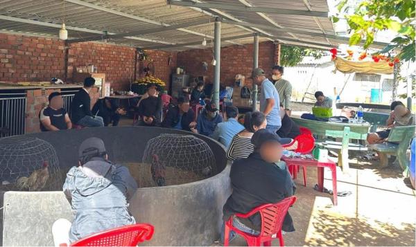 Triệt phá sới gà ngày Tết