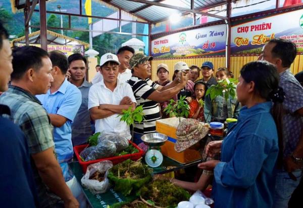 Tổ chức Phiên chợ Sâm Ngọc Linh hàng tháng tại phường An Hải