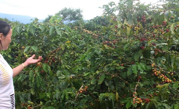 Tài trợ gần 30 tỷ đồng thực hiện dự án Sản xuất cà-phê sinh thái và Cải thiện rừng tự nhiên tại Hướng Hóa