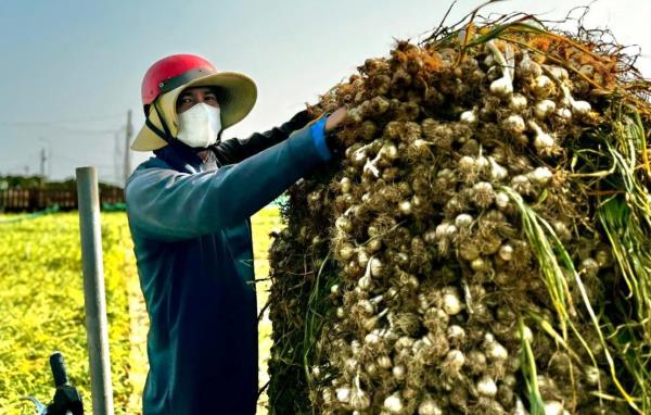Nông dân Lý Sơn thấp thỏm vì tỏi được mùa nhưng mất giá