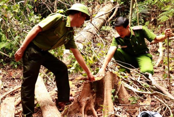 Quảng Trị: Điều tra vụ chặt phá, vận chuyển gỗ trái phép tại rừng phòng hộ