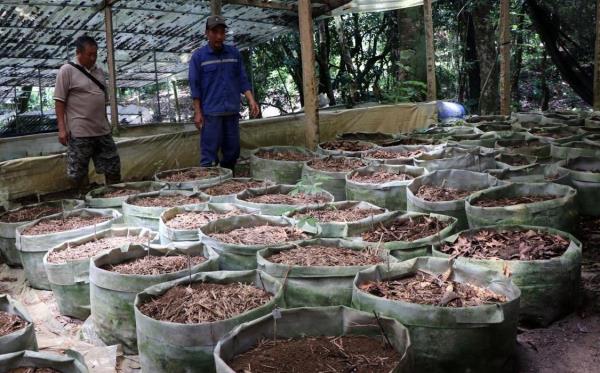 Liên tiếp xảy ra nhiều vụ trộm số lượng lớn cây sâm Ngọc Linh tại Tu Mơ Rông