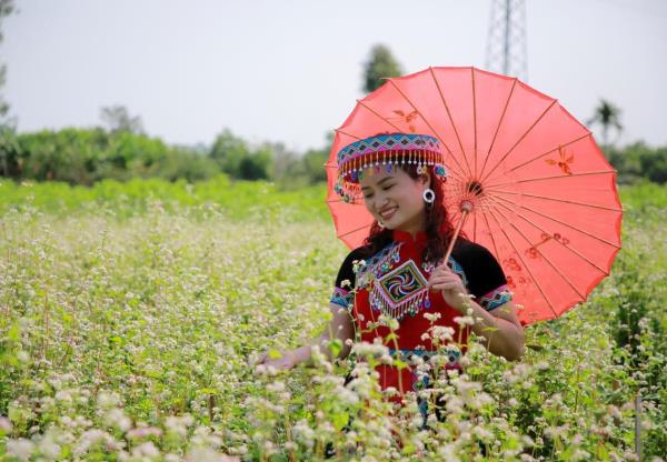 Về Quảng Nam ngắm hoa tam giác mạch